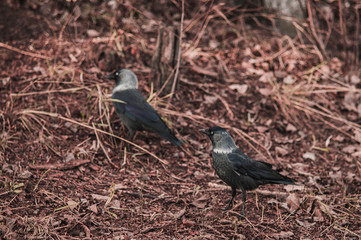 Black jackdaw closeup on the ground with leaves