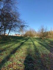 Wildlife. Mixed forest. European winter. January 1, 2020