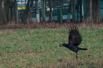 Crow flies with a nut in its beak