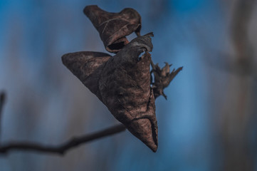Dry leaves on a branch