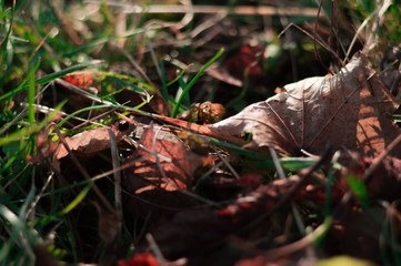 Fresh green grass in the spring.