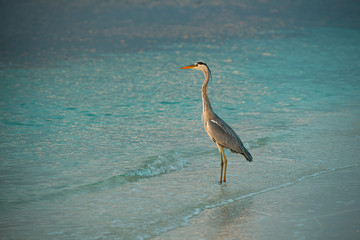 heron on the beach in the maldives, wild nature by the sea