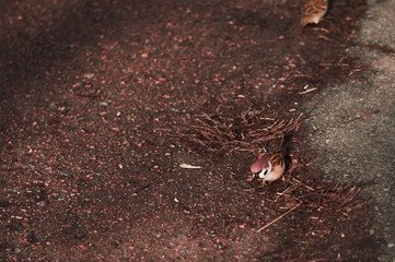 Two brown sparrows on a the ground