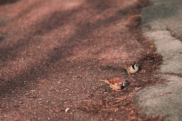 Two brown sparrows on a the ground