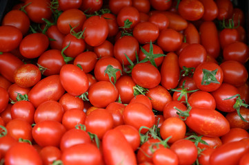 Fresh organic red Canarian tomatoes growing on Gran Canaria island, for sale on Sunday farmers market, Canary islands, Spain
