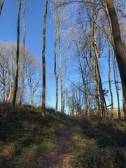 Obraz premium Wildlife. Mixed forest. European winter. January 1, 2020