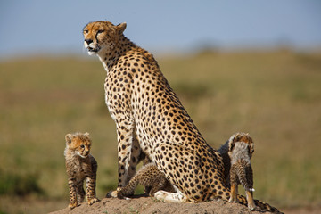 Cheetah mother with cubs in the Masai Mara Game Reserve in Kenya