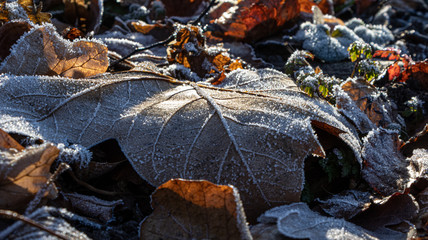 Blatt mit Raureif
