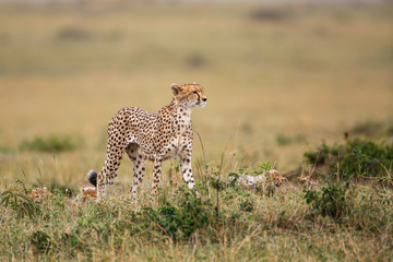 Cheetah mother with cubs in the Masai Mara Game Reserve in Kenya