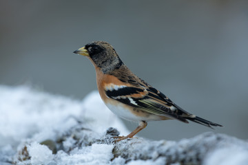 Brambling sitting on a branch