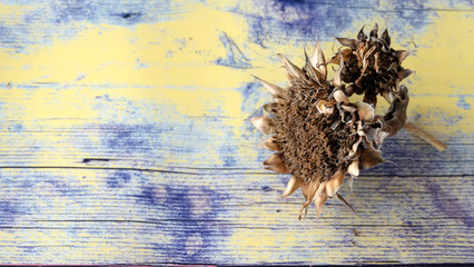 Two dried sunflower heads on a yellow background, with copy space on the left.