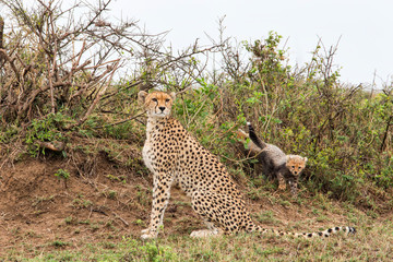 Cheetah mother with cubs in the Masai Mara Game Reserve in Kenya
