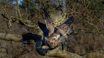 Mäusebussard