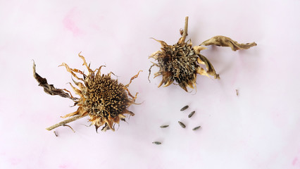 Two dried sunflower heads with some seeds scattered around.