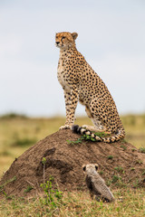 Cheetah mother with cubs in the Masai Mara Game Reserve in Kenya