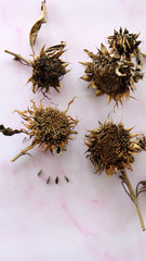 Four dried sunflowers on a pink background.