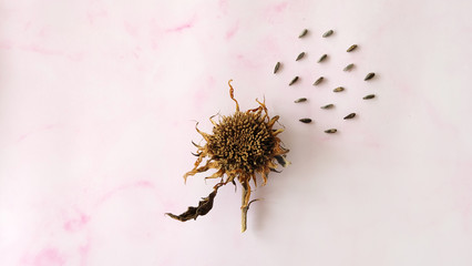 A brown withered sunflower head, with seeds spreading out from the head.