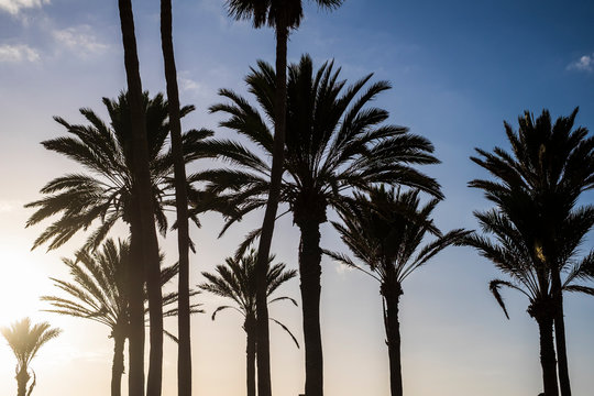 Palm trees at the beach in tropical island. Silhouetet trees and nature -  Fashion, travel, summer, vacation and tropical beach concept - sunlight in background