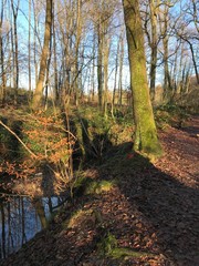 Wildlife. Mixed forest. European winter. January 1, 2020
