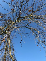 Nature in the winter. Tree branches on the background blue sky.