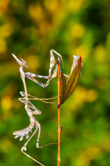 Close up of pair of Beautiful European mantis ( Mantis religiosa )