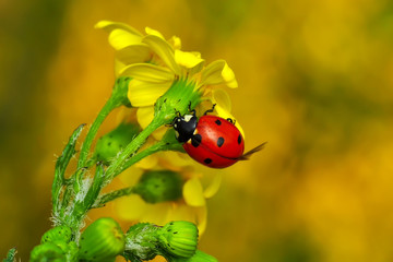 Beautiful ladybug on leaf defocused background