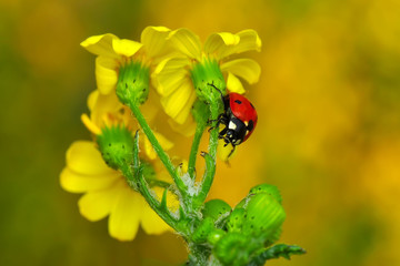 Beautiful ladybug on leaf defocused background