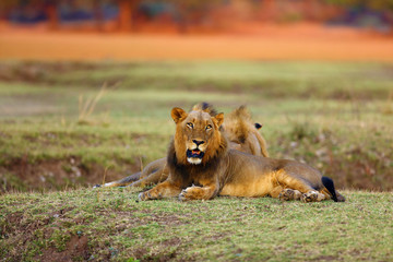 Fototapeta na wymiar The Southern lion (Panthera leo melanochaita) also as the East-Southern African lion or Eastern-Southern African lion.Dominant male lying in savanna with orange colored background.