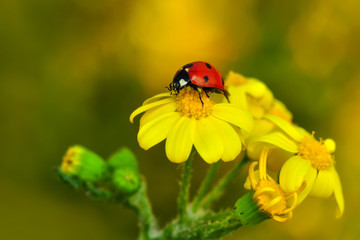 Naklejka premium Beautiful ladybug on leaf defocused background