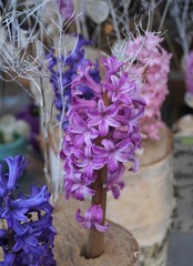 hyacinth pink - Blüte der Hyazinthe in Rosa