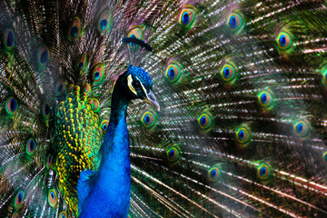 Fototapeta na wymiar Imprisoned peacock