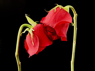 A pair of withered red roses on a black background. Two roses stretch to each other. Concept: love, fidelity.