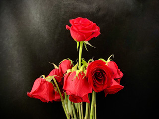 Bouquet of withered red roses on a black background. Roses with wilted buds. Concept: love wilted.