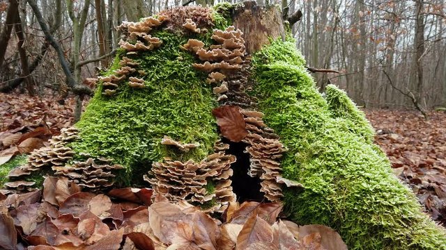 Bemooster Baumstumpf im Wald mit Kameraschiene