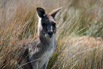 Känguru in Australien
