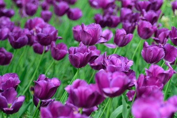 Macro details of Pink & colorful Tulip flowers in horizontal frame