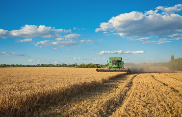 Fototapeta premium Harvesting combine in the field
