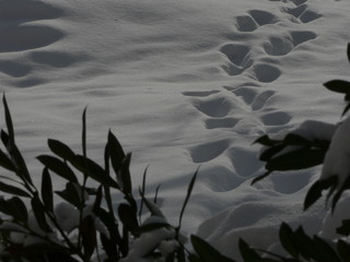 Spuren im frischen Schnee