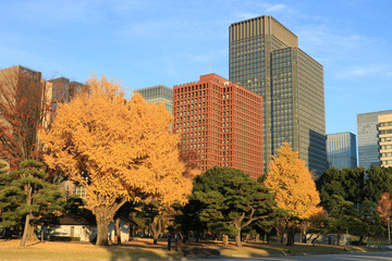 Obraz premium 紅葉とビジネスシティ東京