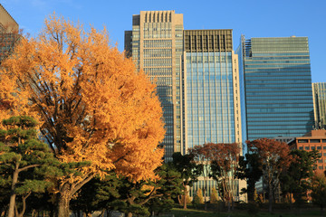 紅葉とビジネスシティ東京