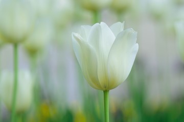 Macro details of Pink & colorful Tulip flowers in horizontal frame