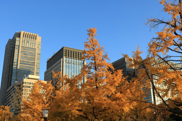 紅葉とビジネスシティ東京