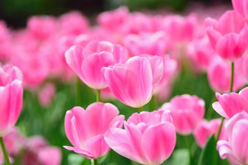 Fototapeta premium Macro details of Pink & colorful Tulip flowers in horizontal frame