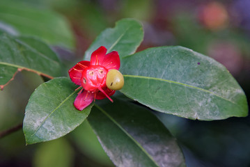 Flowers and leaves of Ochna thomasiana