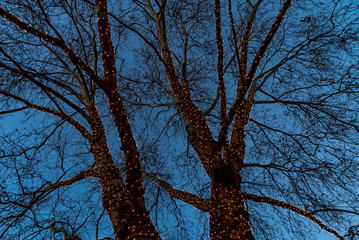 Alte Linde ohne Blätter mit LED-Beleuchtung