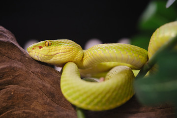 Trimeresurus a venomous pit viper native to Southeast Asia. face of green snake.