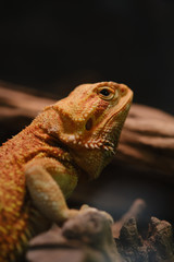 Close up of Bearded dragon (Pogona Vitticeps).