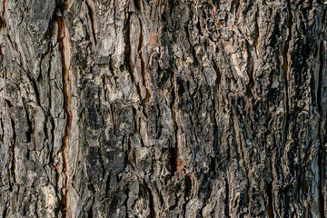 Natural texture of tree bark