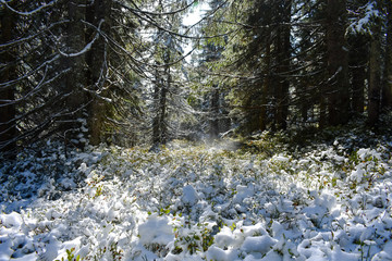 Schneebedecktes Graß bei strahlendem Sonnenschein