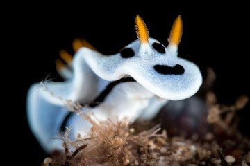 Fototapeta premium Nacktschnecke im Meer bei Anilao, Philippinen
